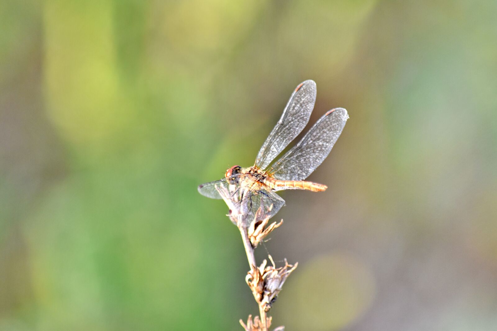 Nikon D5500 sample photo. Outdoors, wildlife, nature, dragonfly photography
