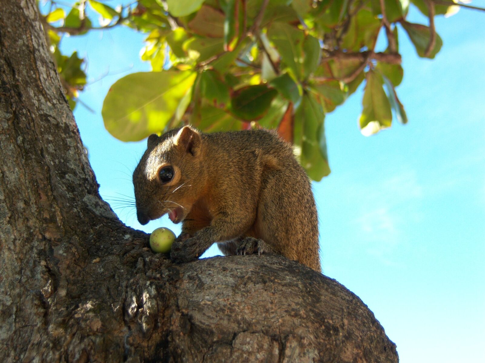 Kodak EASYSHARE V803 ZOOM DIGITAL CAMERA sample photo. Bali squirrel, trustful, animal photography