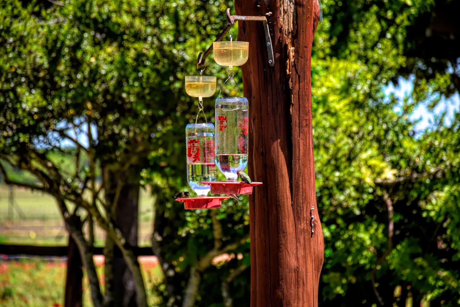 Nikon D5500 sample photo. Hummingbirds, feeder, bird photography