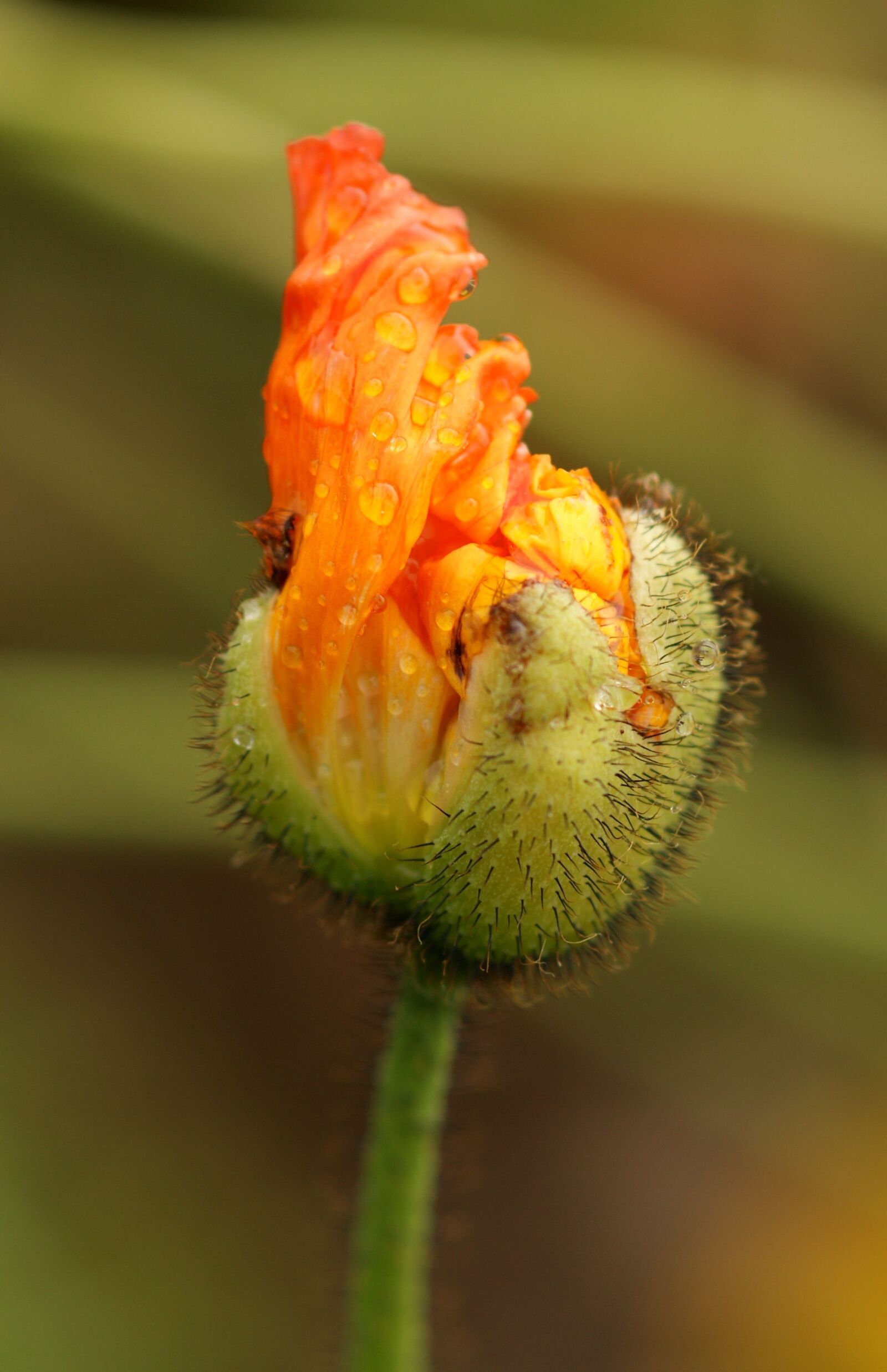 Sony Alpha DSLR-A350 sample photo. Poppy flower, blossom, poppy photography