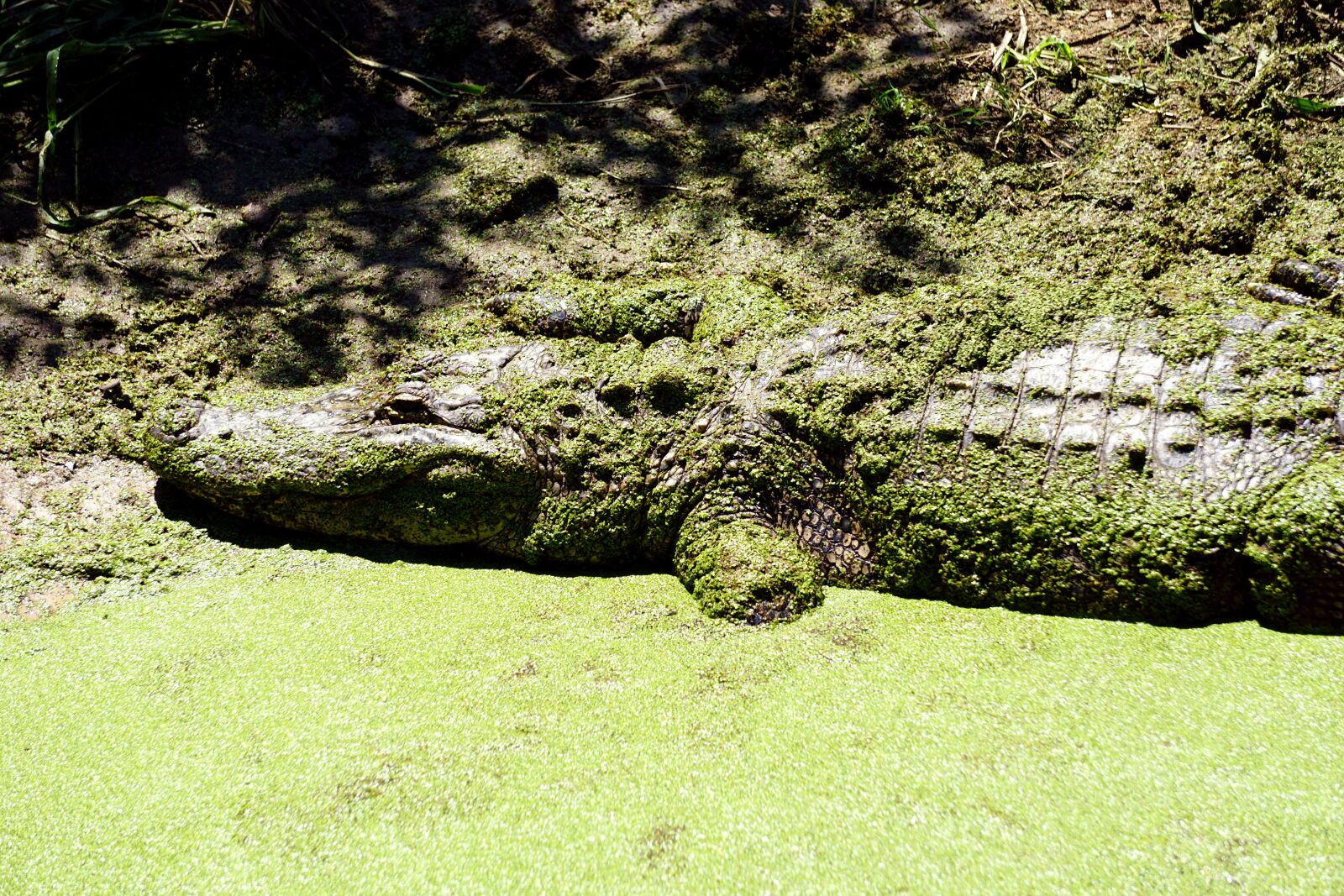 Sony E 55-210mm F4.5-6.3 OSS sample photo. Alligator, reptile, crocodile photography