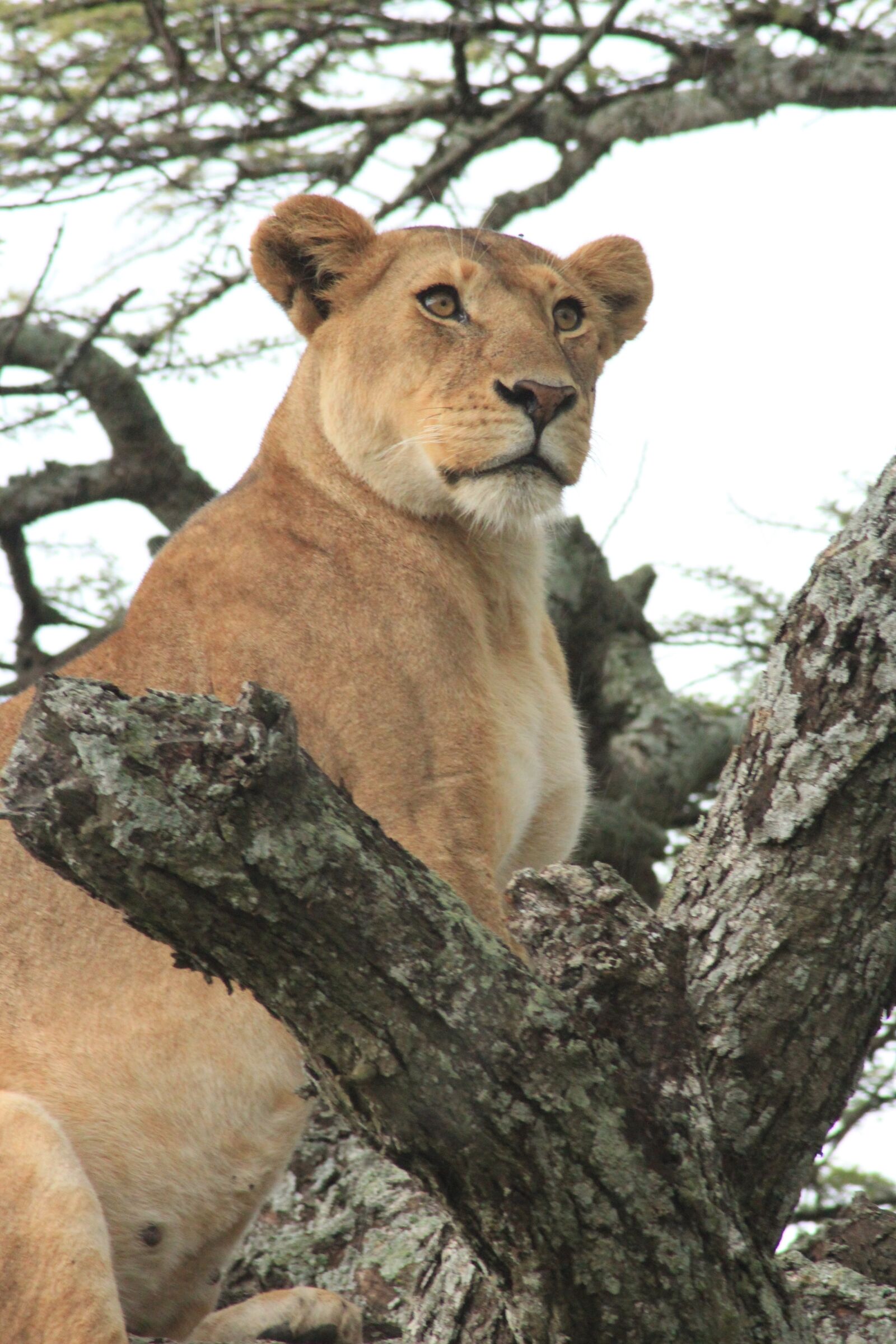Canon EOS 600D (Rebel EOS T3i / EOS Kiss X5) sample photo. Lioness, tree, green photography