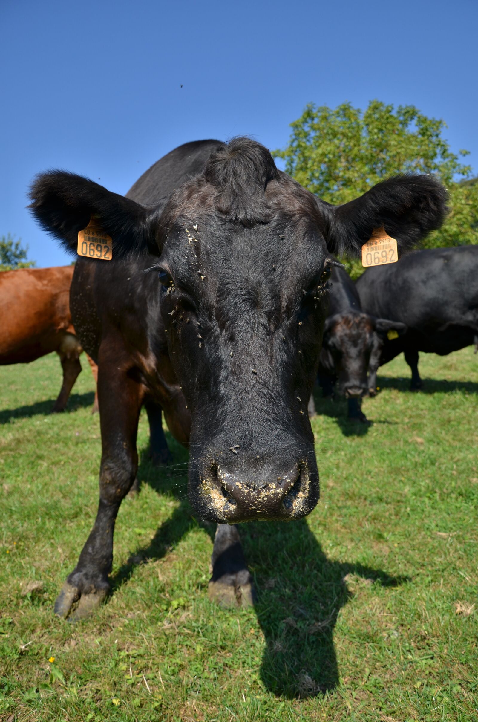 Nikon D7000 sample photo. Cow, farm, meadow photography