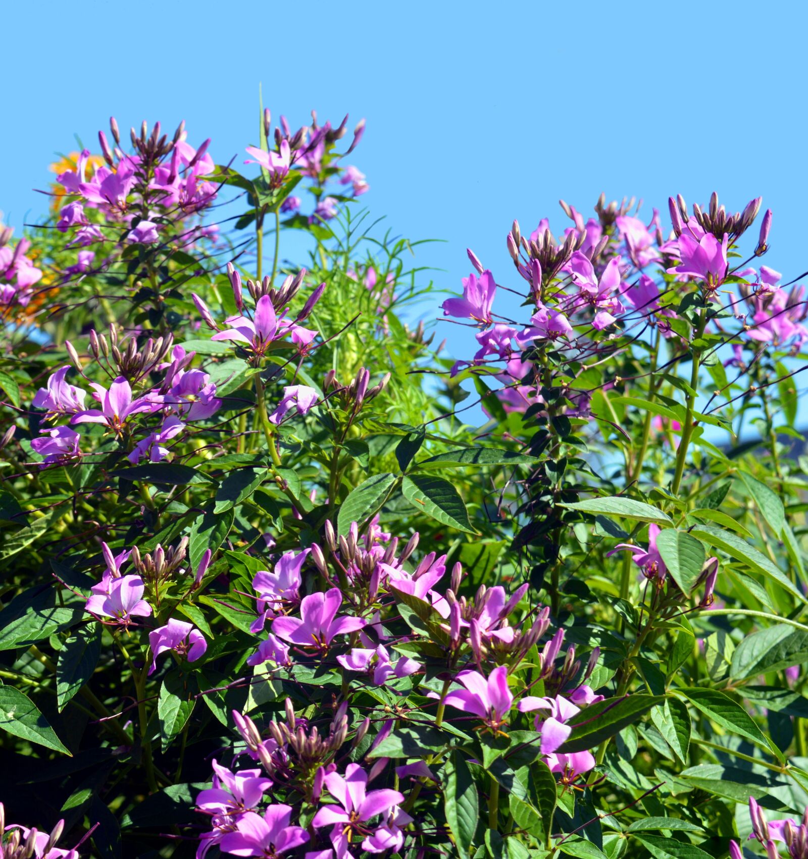 Nikon D3200 sample photo. Spider flower, cleome spinosa photography