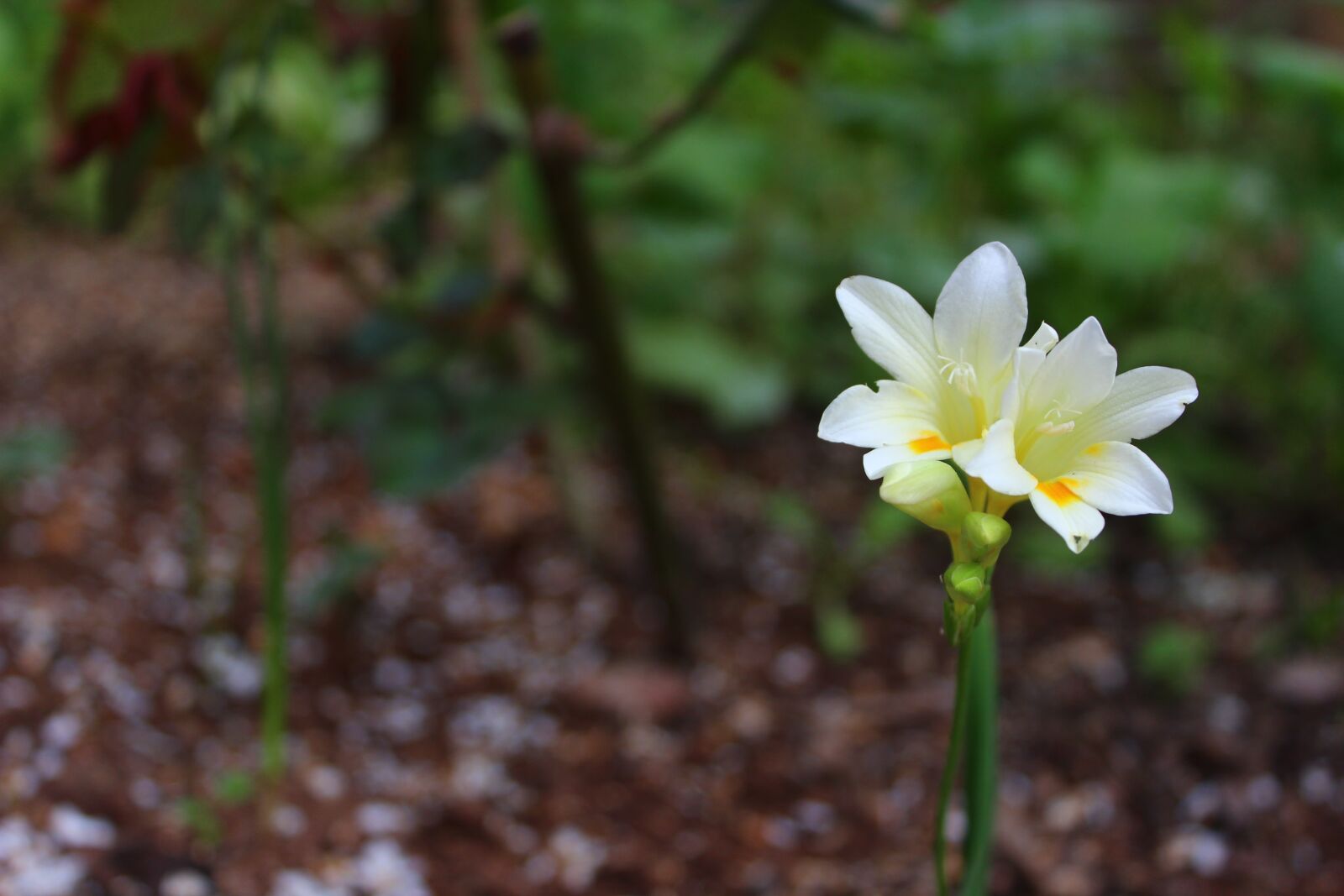 Canon EOS 600D (Rebel EOS T3i / EOS Kiss X5) sample photo. Flower, nature, spring photography
