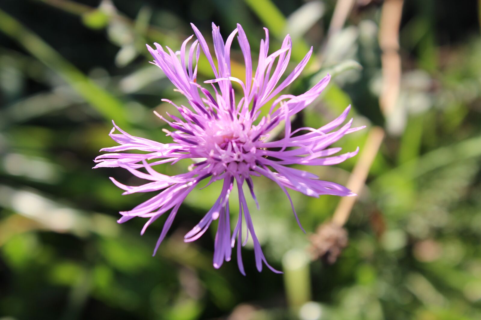 Canon EOS 600D (Rebel EOS T3i / EOS Kiss X5) sample photo. Flower, botany, prato photography