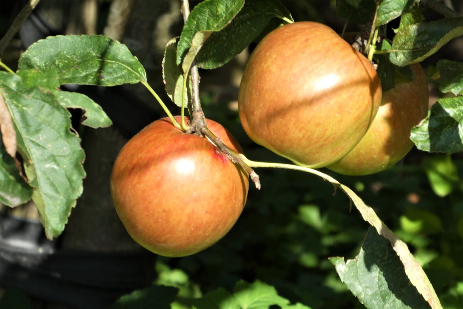 Panasonic Lumix DC-ZS70 (Lumix DC-TZ90) sample photo. Apples, fruit, tree photography