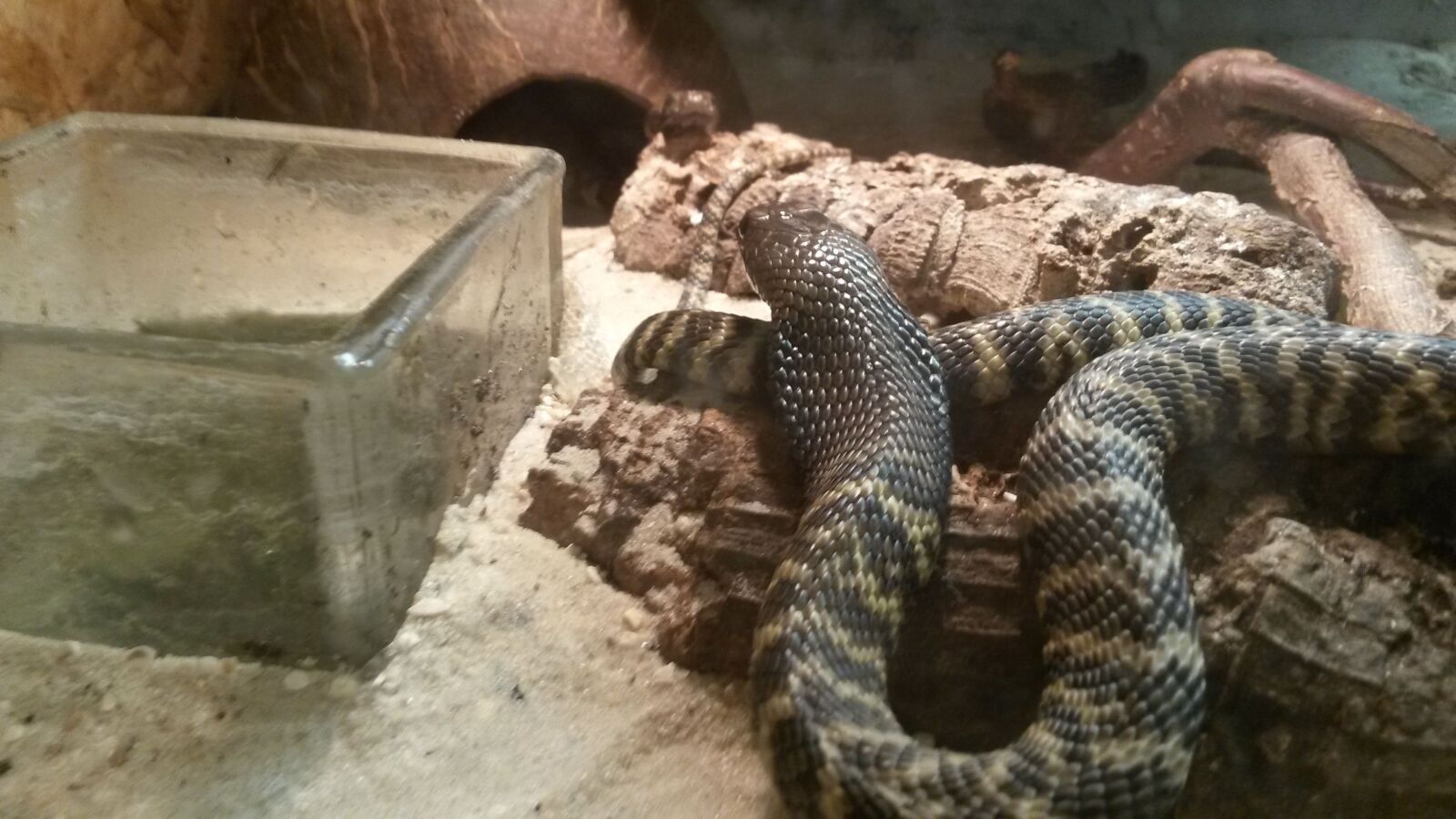Samsung Galaxy S4 Mini sample photo. Zebra cobra, venomous snake photography
