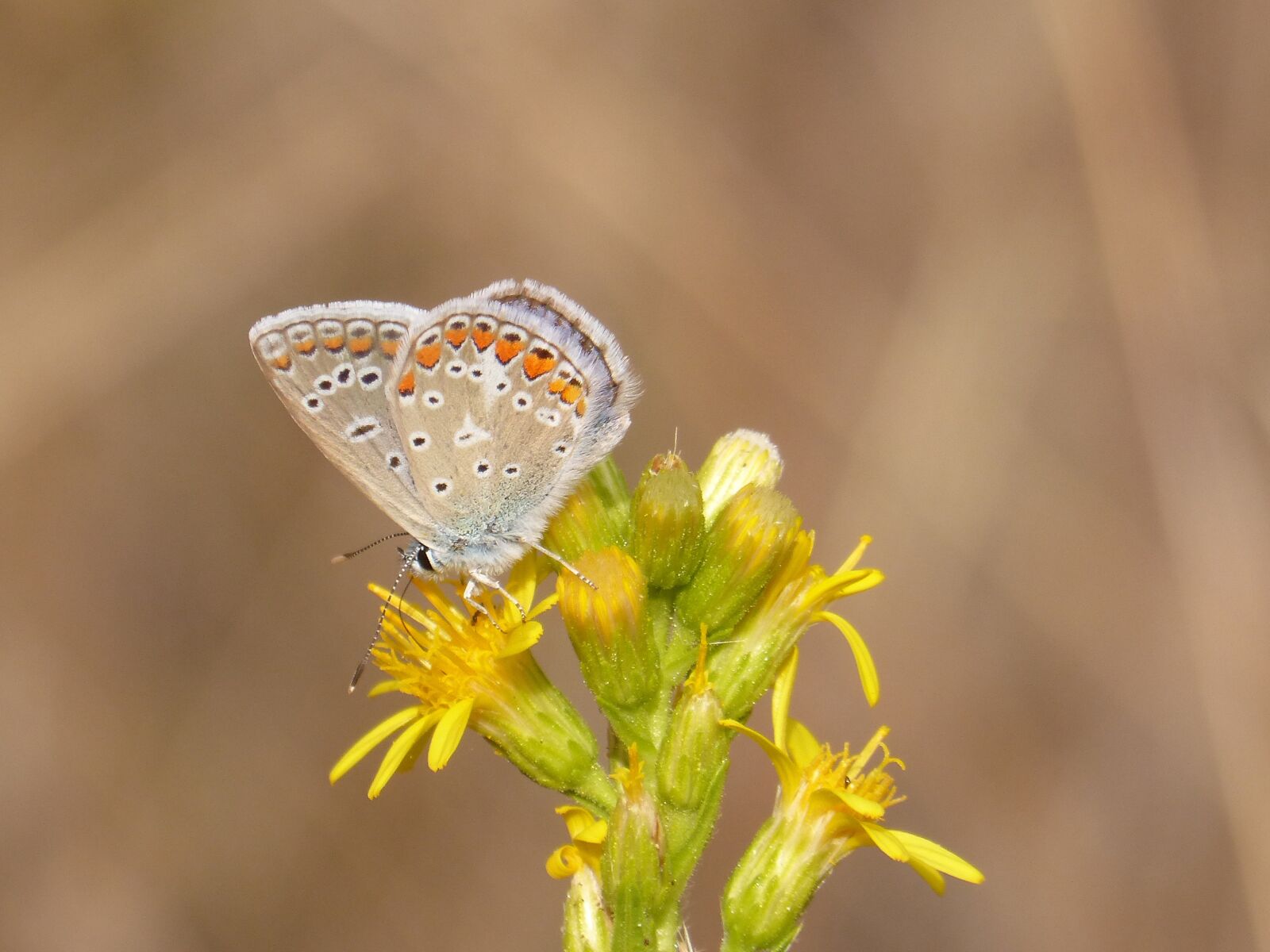 Panasonic DMC-FZ62 sample photo. Blue butterfly, blaveta, butterfly photography
