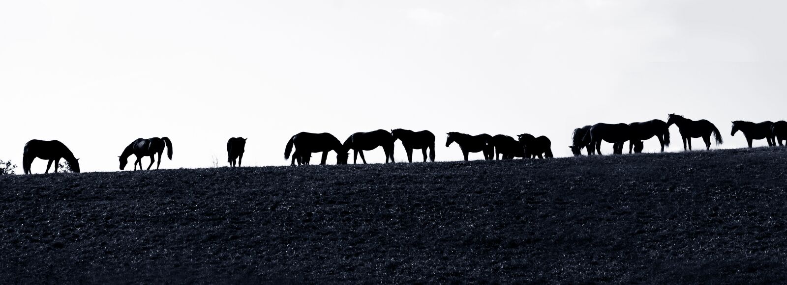Canon EOS 50D + Canon EF 70-300mm F4-5.6 IS USM sample photo. Flock, horse, horse herd photography