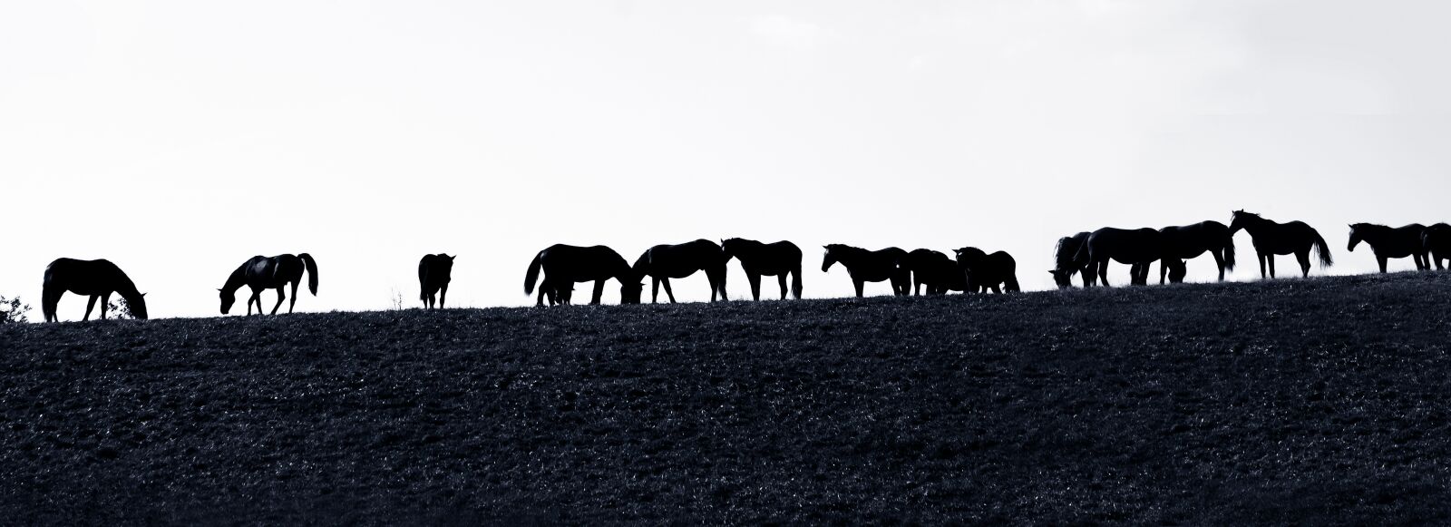 Canon EOS 50D sample photo. Flock, horse, horse herd photography