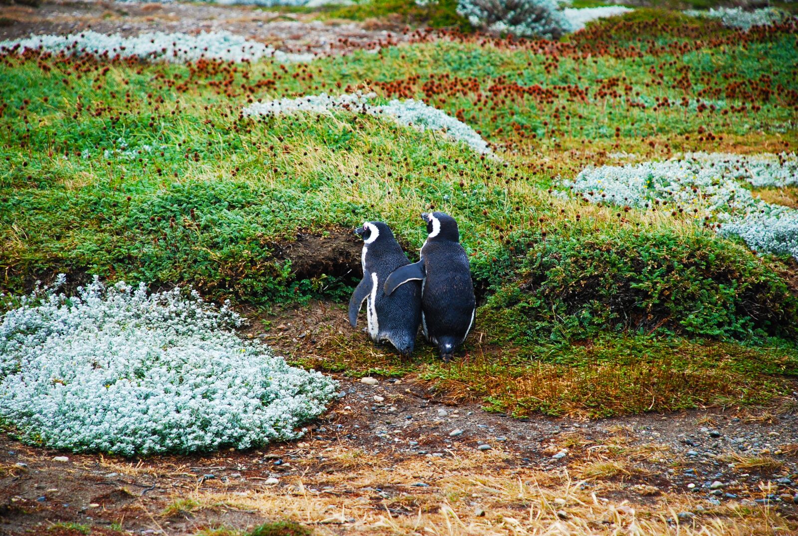 Nikon D80 sample photo. Magellan penguins, love, bff photography