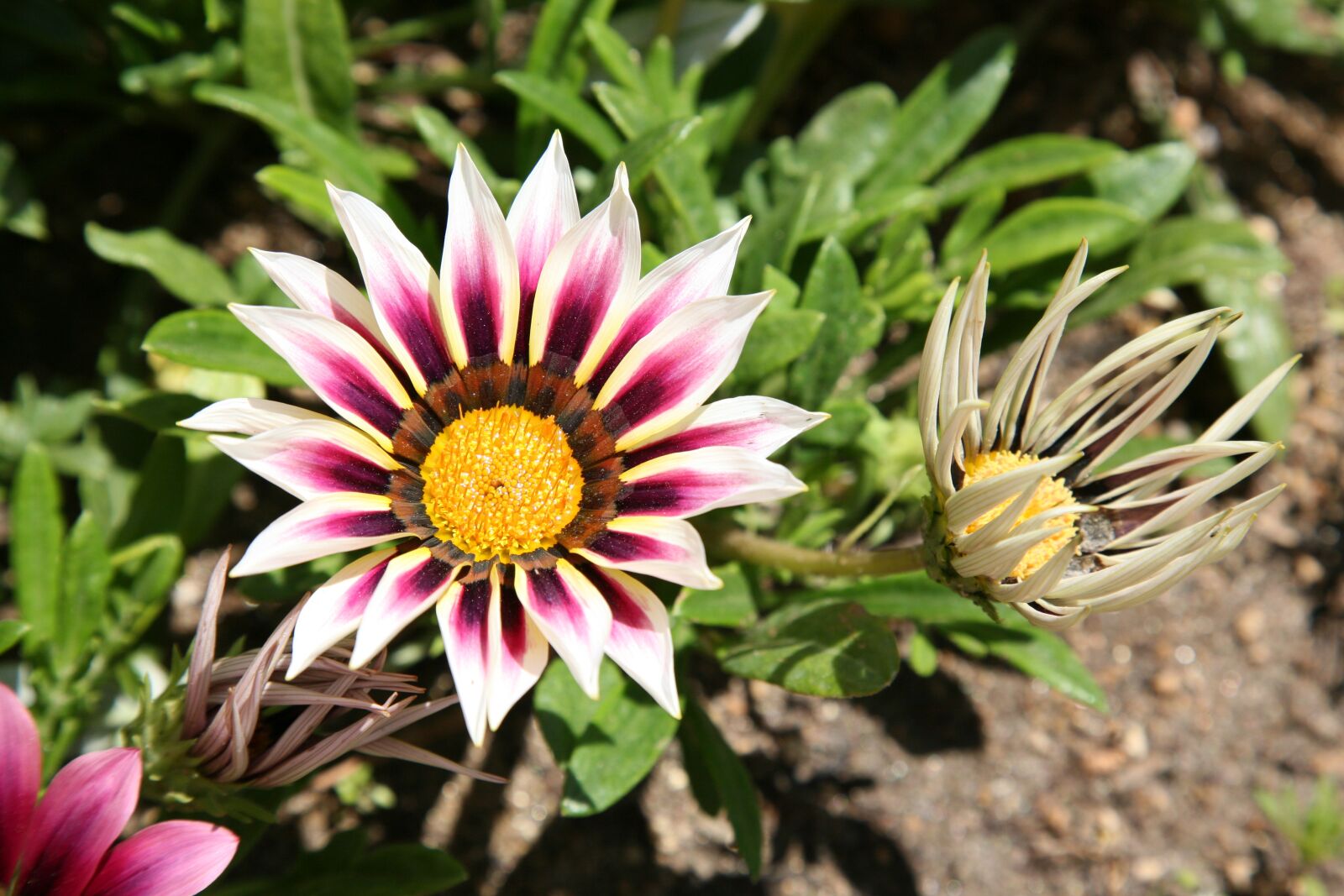 Canon EOS 5D sample photo. Let honiara, chrysanthemum decoration photography