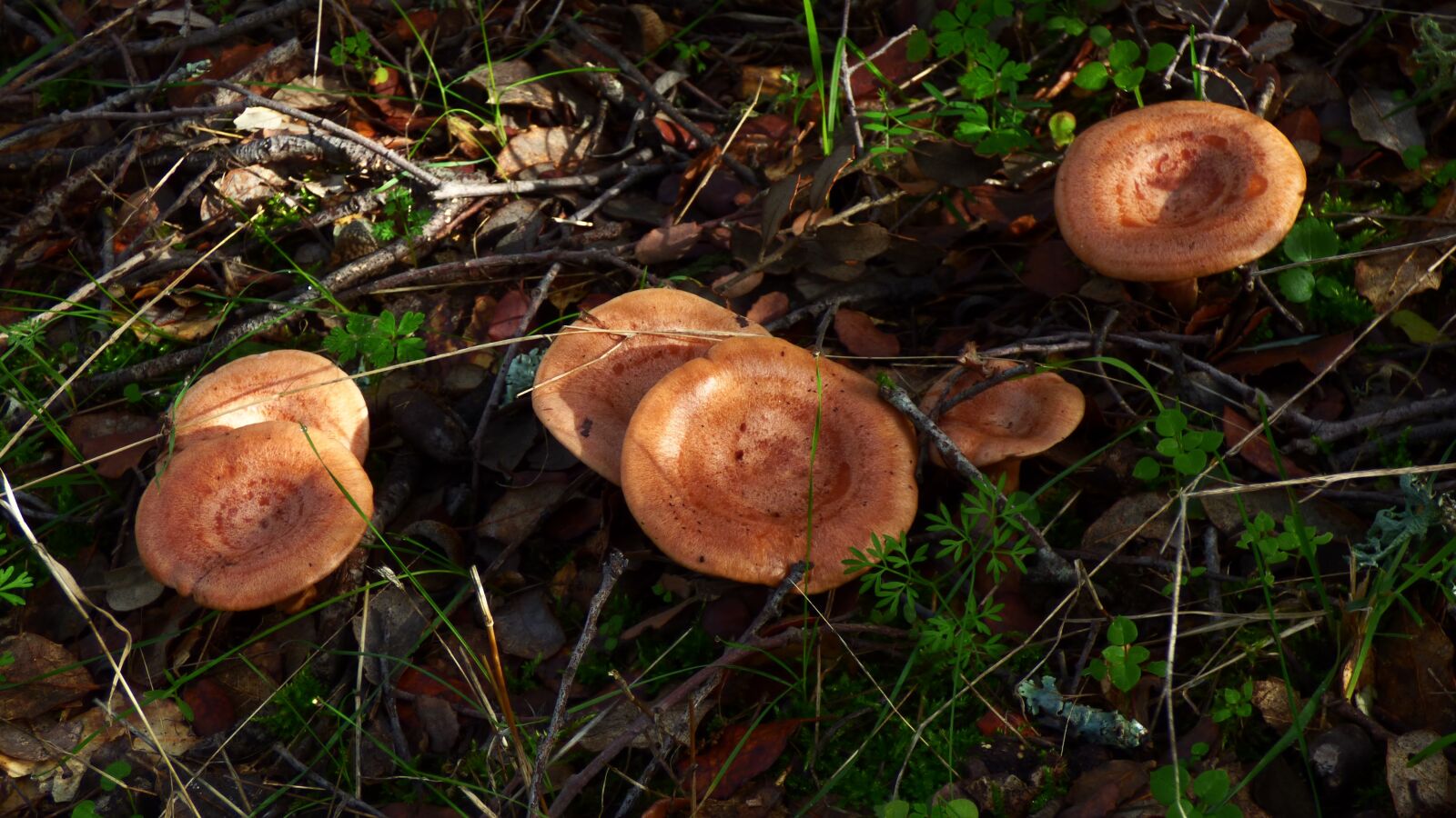 Panasonic DMC-FZ72 sample photo. Mushroom, milk-cap, autumn photography