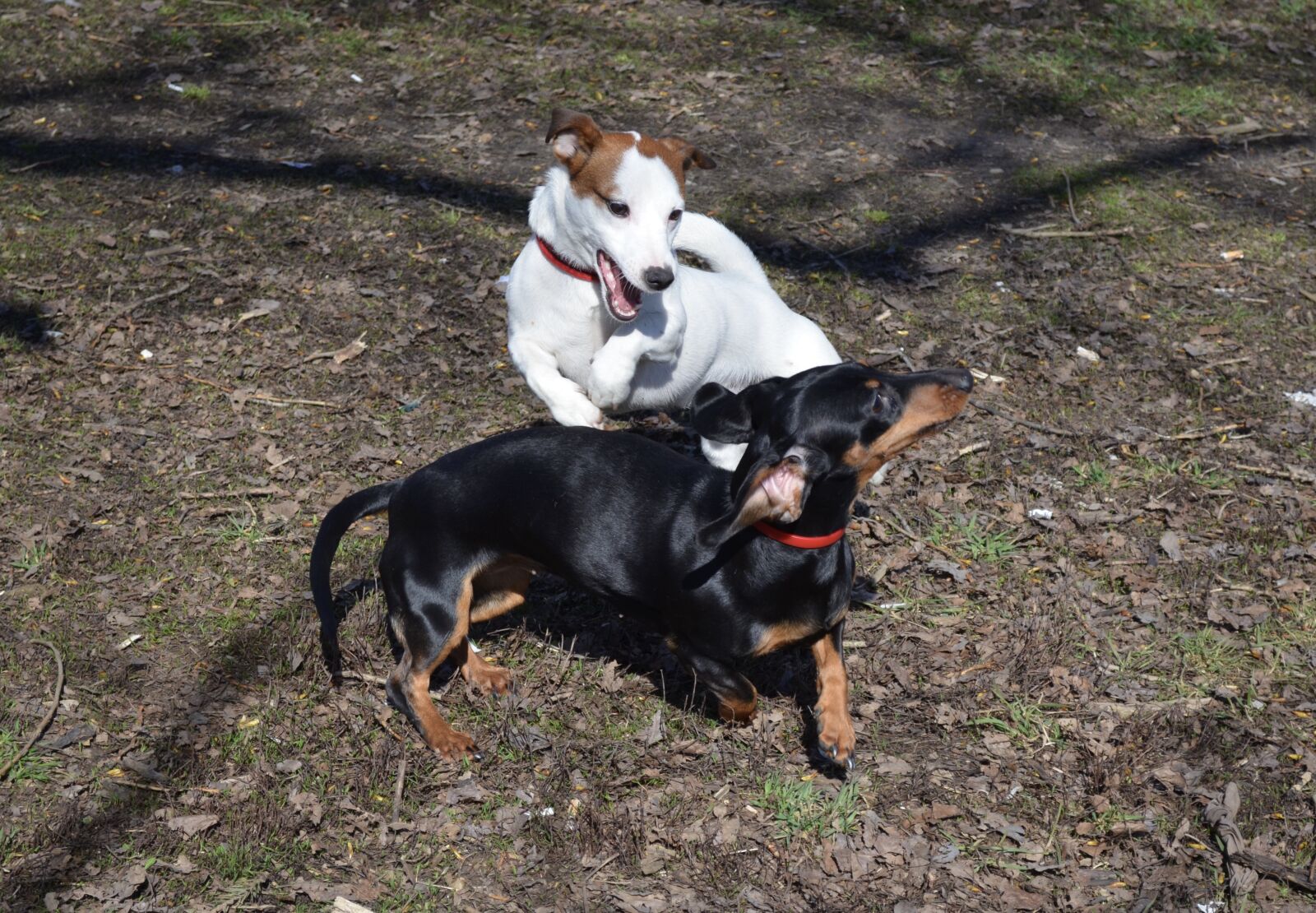 Nikon D5100 sample photo. Dog, jack russell, terrier photography