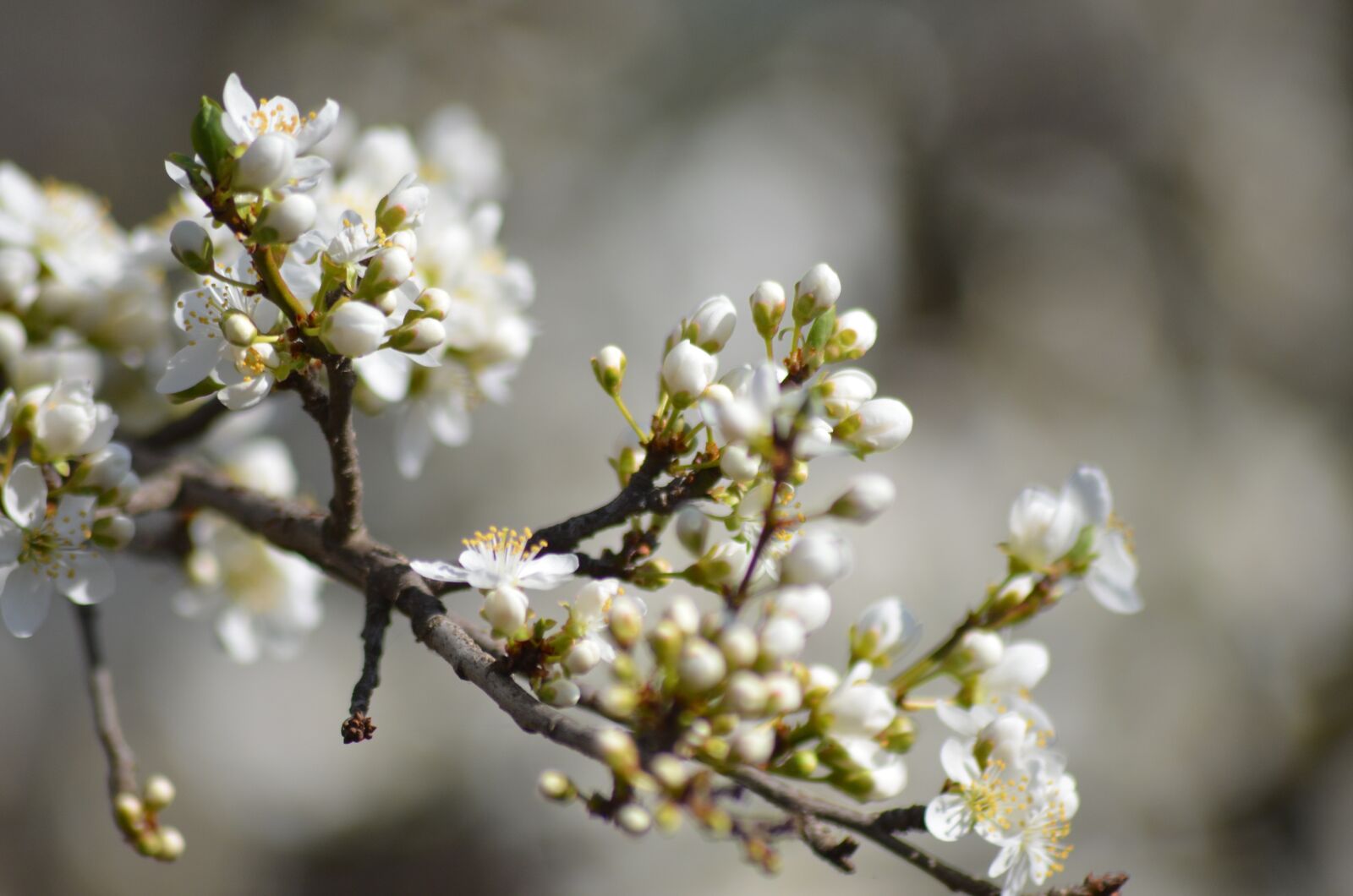Nikon D5100 sample photo. Flowers, casey, branch photography