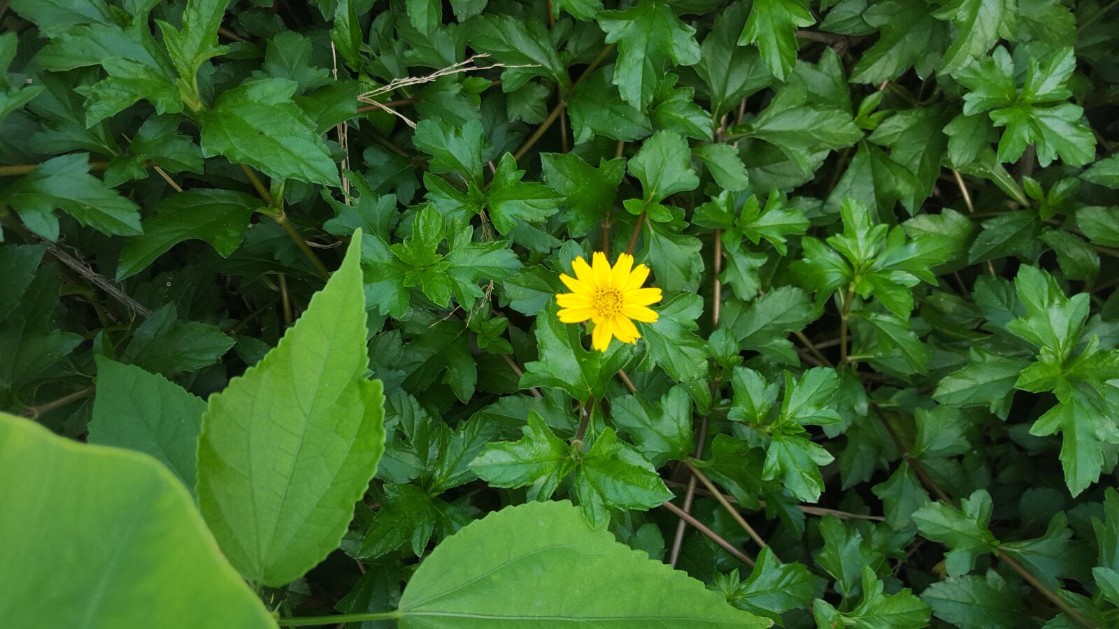 Samsung Galaxy S6 sample photo. Flower, daisy, background photography