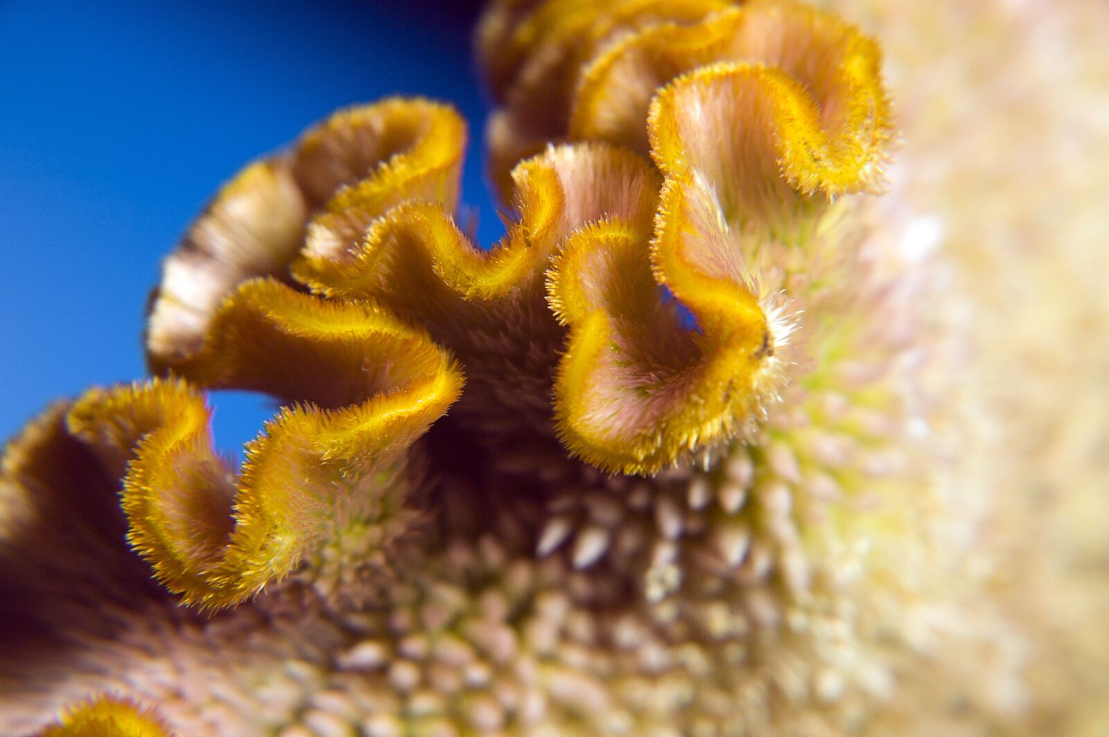 Nikon D70 sample photo. Nature, closeup, color photography
