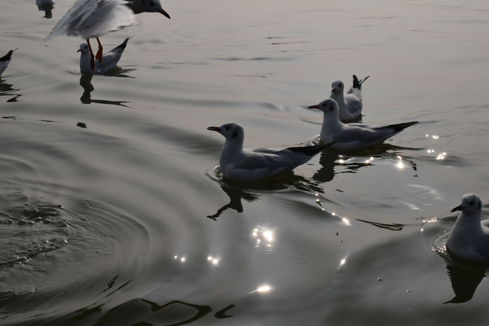 Nikon D3300 sample photo. Seagulls, ganga, river photography