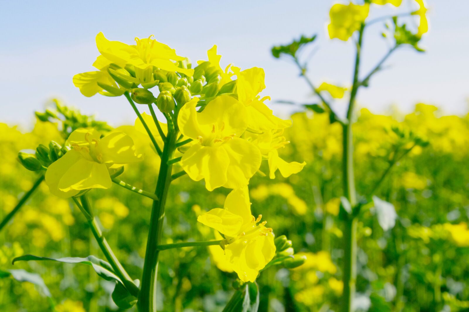 Pentax K-r sample photo. Canola, flower, yellow photography