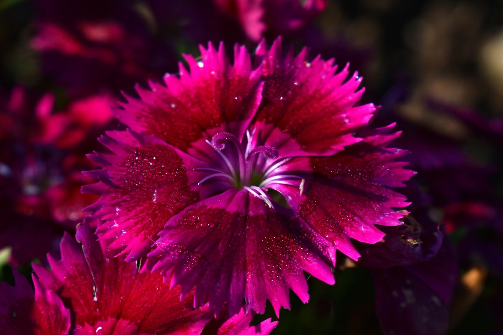 Nikon D3500 sample photo. Flower, purple, bloom photography