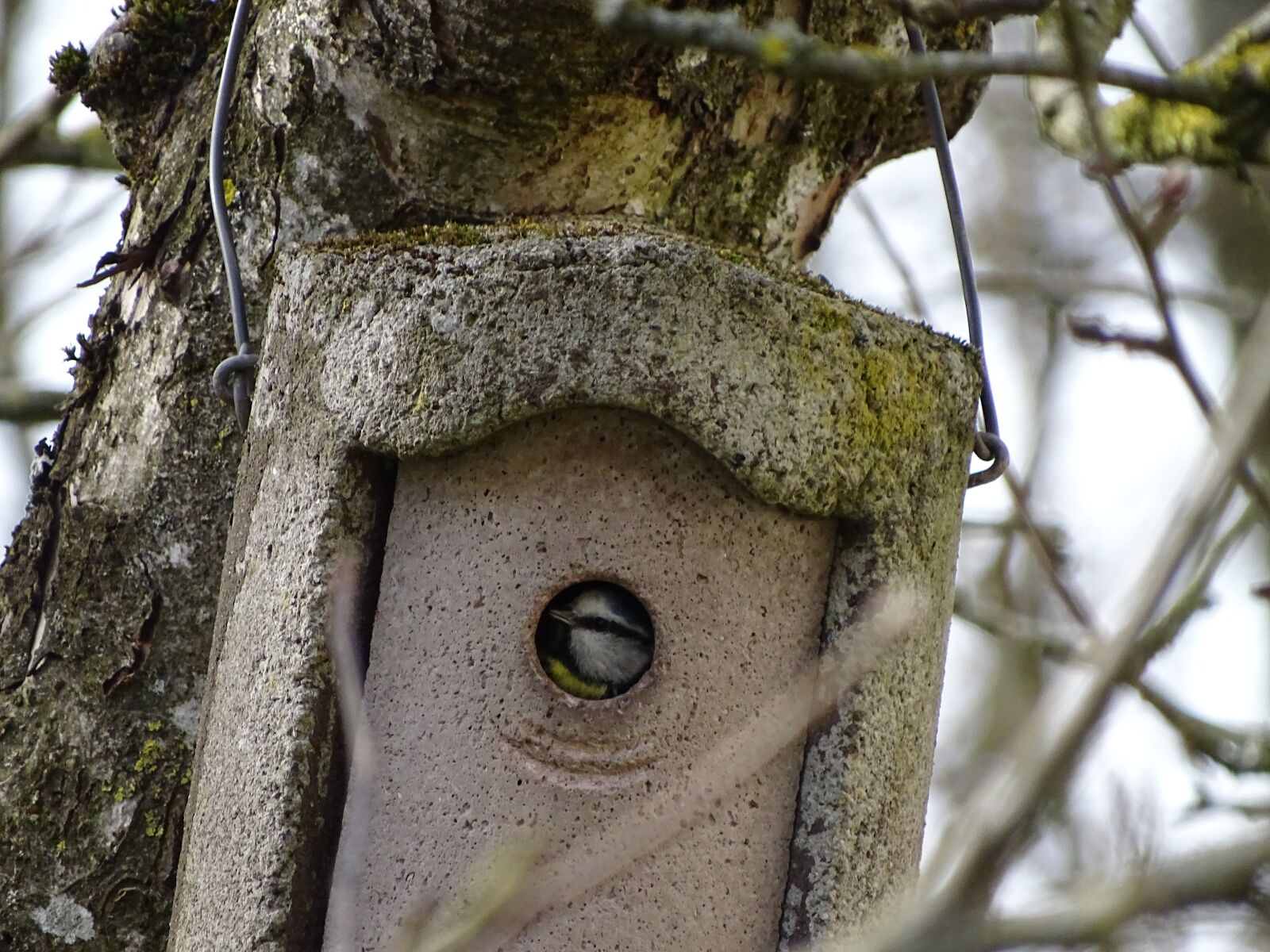Sony Cyber-shot DSC-HX400V sample photo. Blue tit, nesting box photography