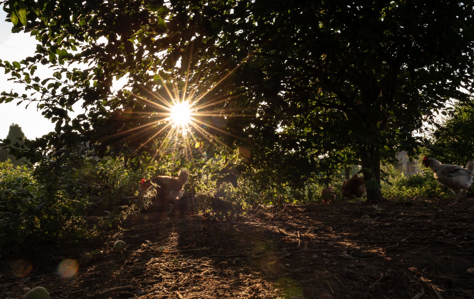 Nikon D750 sample photo. Sonnenstern, chicken meadow, garden photography