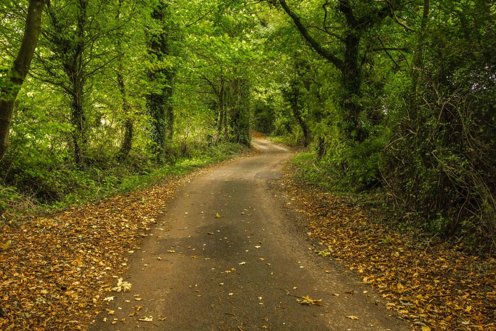 Canon EOS 60D sample photo. Forest, path, autumn photography