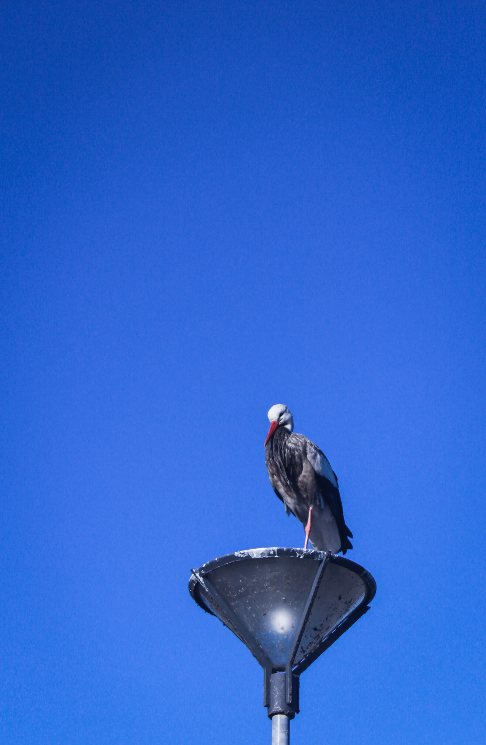 Canon EOS 500D (EOS Rebel T1i / EOS Kiss X3) sample photo. Big, bird, lamp, light photography