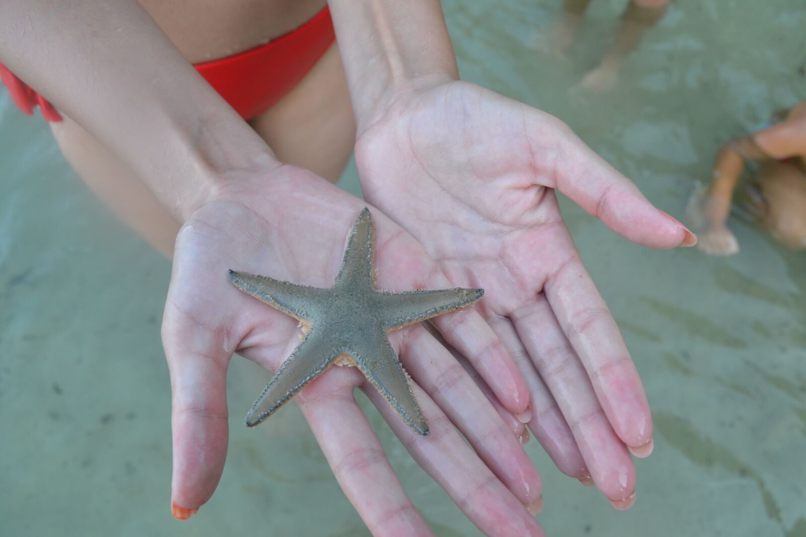 Nikon D3100 sample photo. Sea star, hands, sand photography