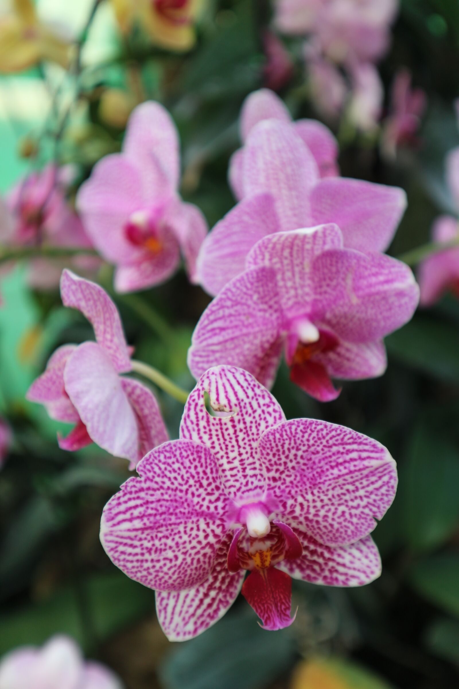 Canon EOS M10 sample photo. Plant, ornamental, kind of photography