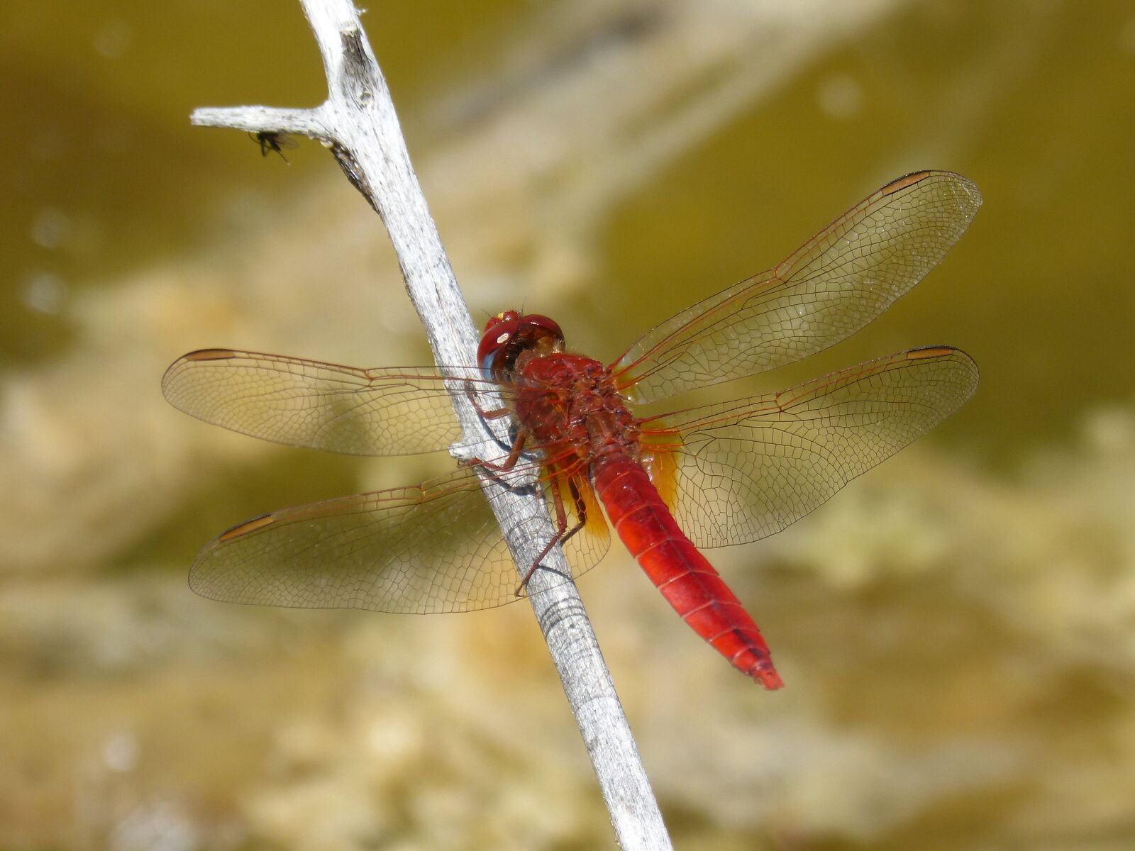 Panasonic DMC-FZ62 sample photo. Dragonfly, red dragonfly, erythraea photography