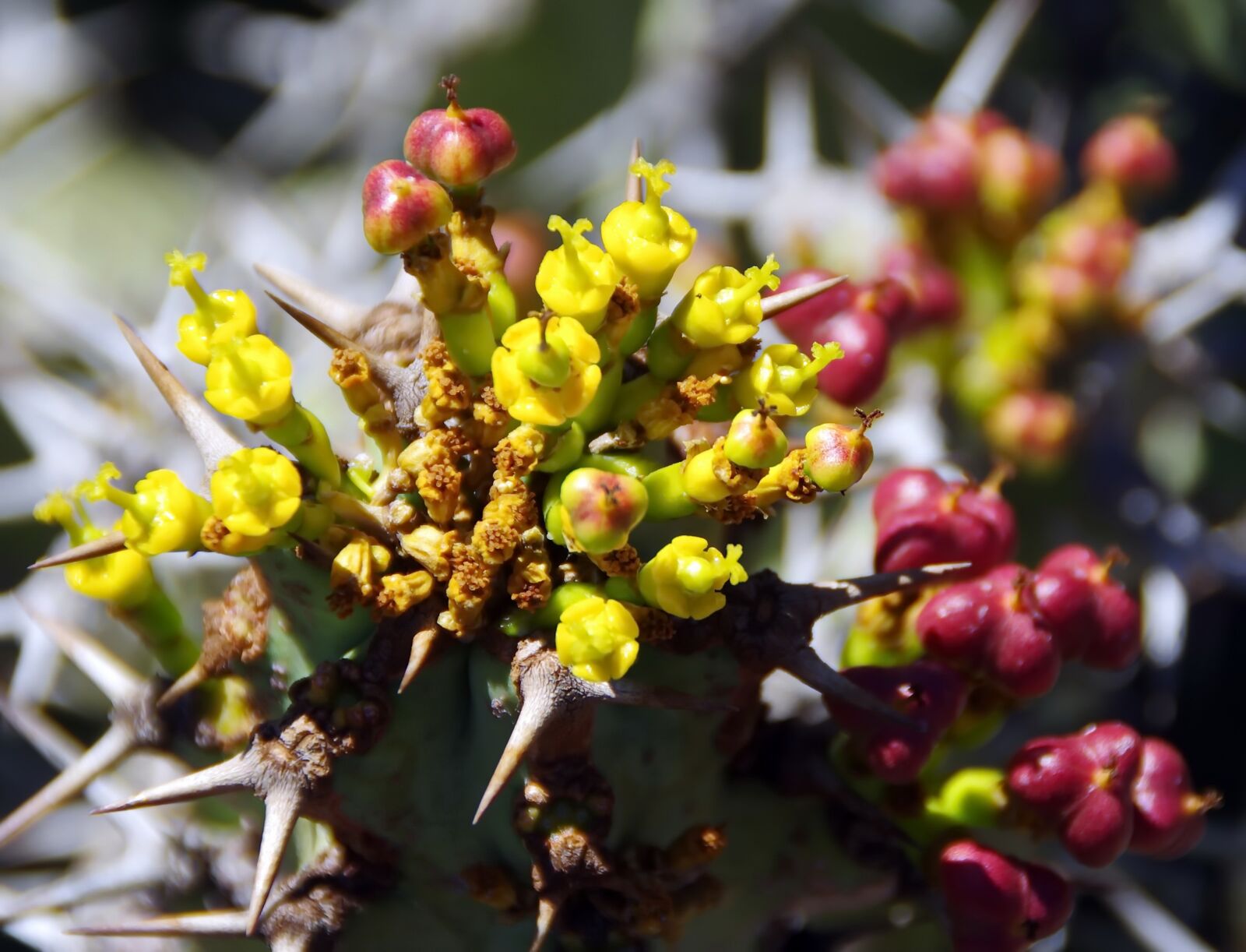 Pentax K-5 sample photo. Lanzarote, cactus garden, spice photography