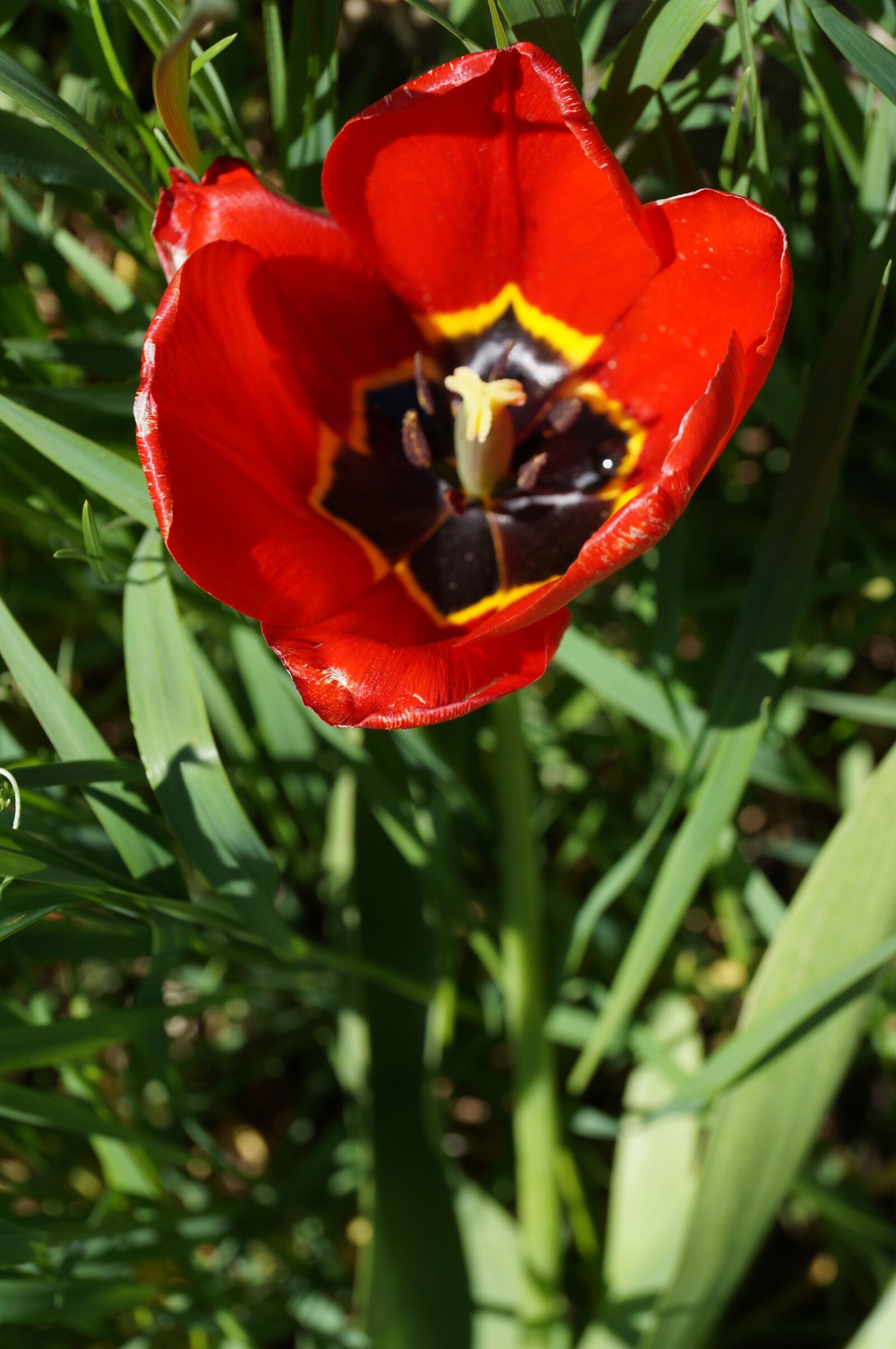 Sony SLT-A57 + Sony DT 18-135mm F3.5-5.6 SAM sample photo. Tulip, flower, red photography