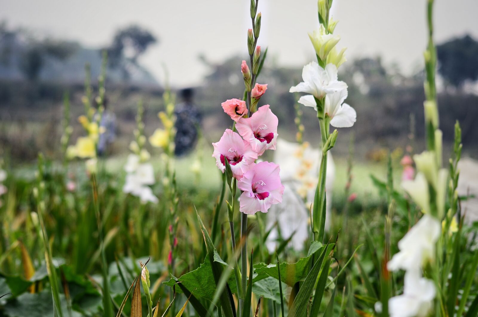 Nikon D5100 sample photo. Flower, garden, evening photography