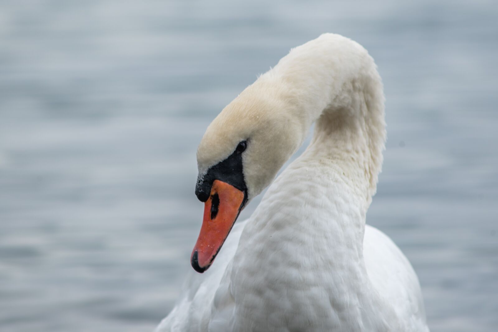 Nikon D750 sample photo. Swan, bird, water photography