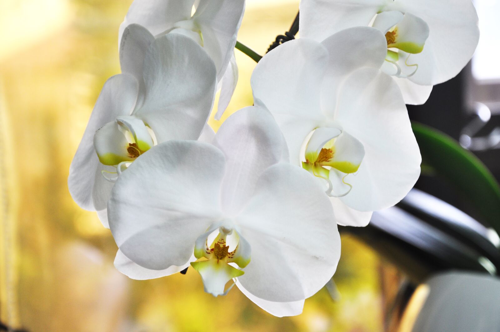 Nikon D90 sample photo. Orchid, flower, white flower photography