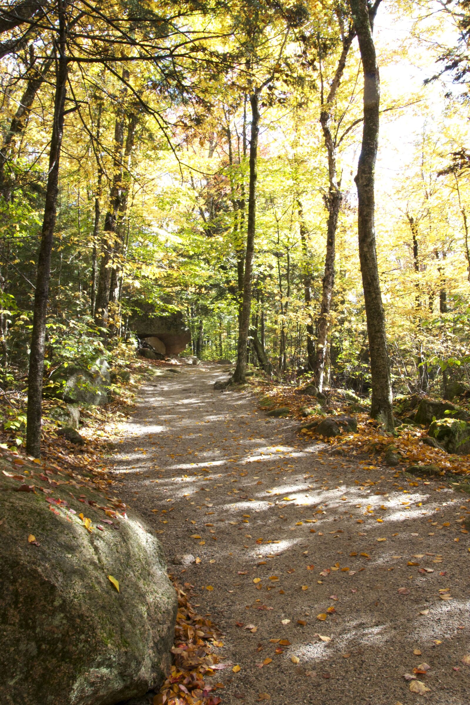 Canon EOS 550D (EOS Rebel T2i / EOS Kiss X4) sample photo. Forest trail, forest path photography