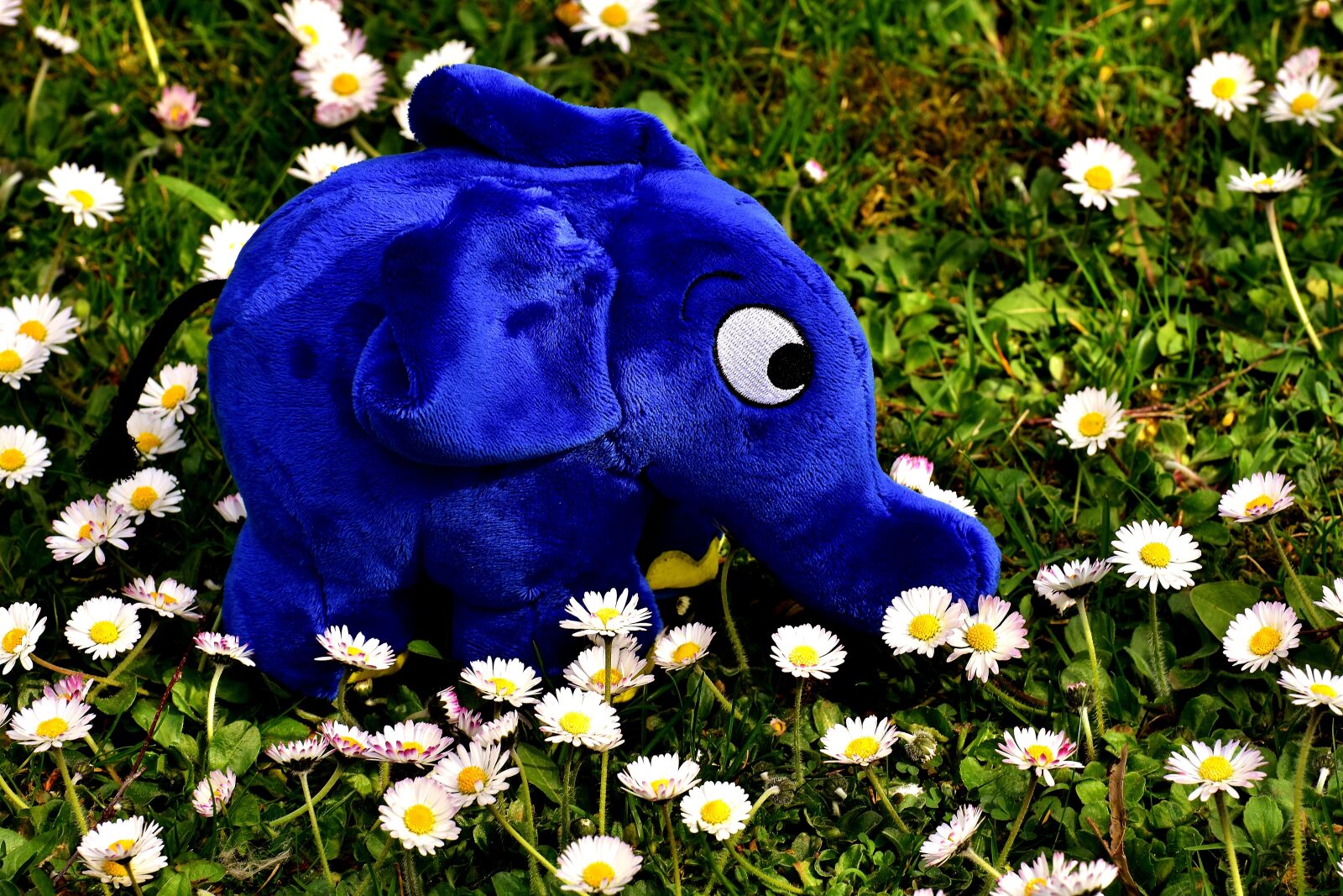 Nikon D7200 sample photo. Elephant, soft toy, teddy photography