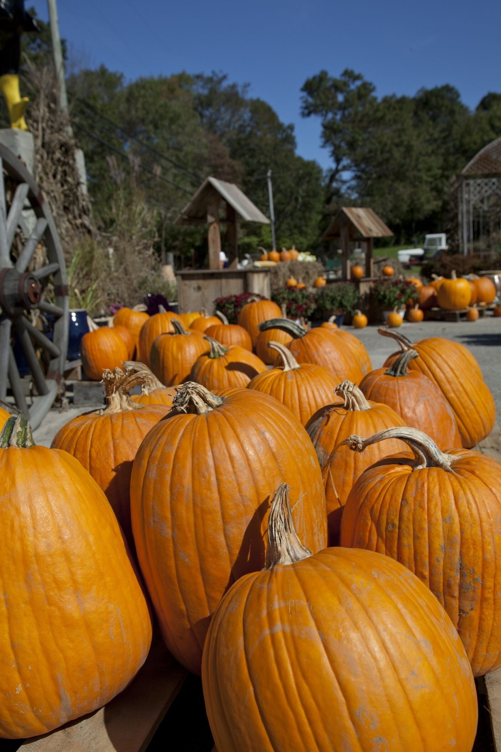 Canon EOS 5D Mark II sample photo. Pumpkins, fresh, orange photography
