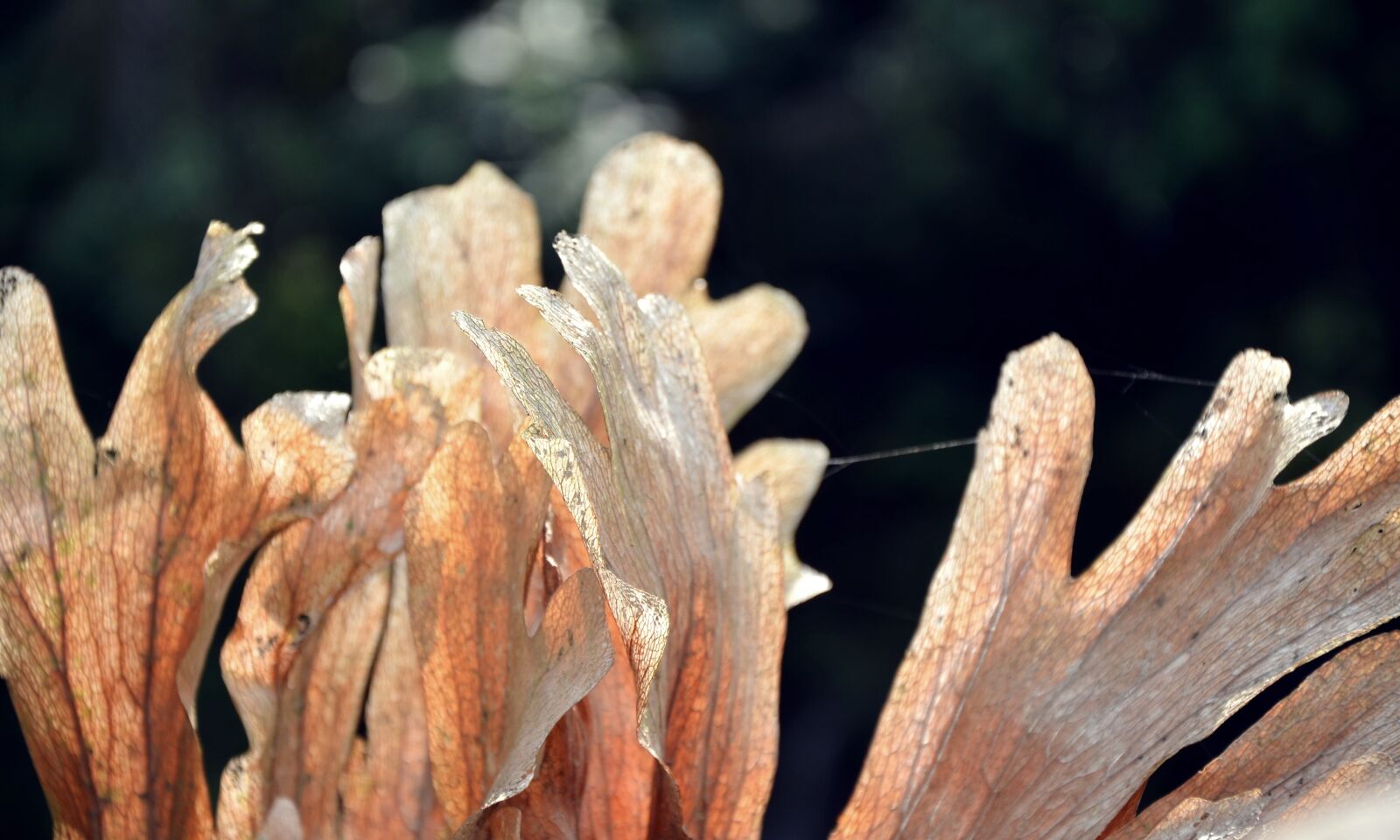 Nikon D7000 sample photo. Garden, nature, plant photography