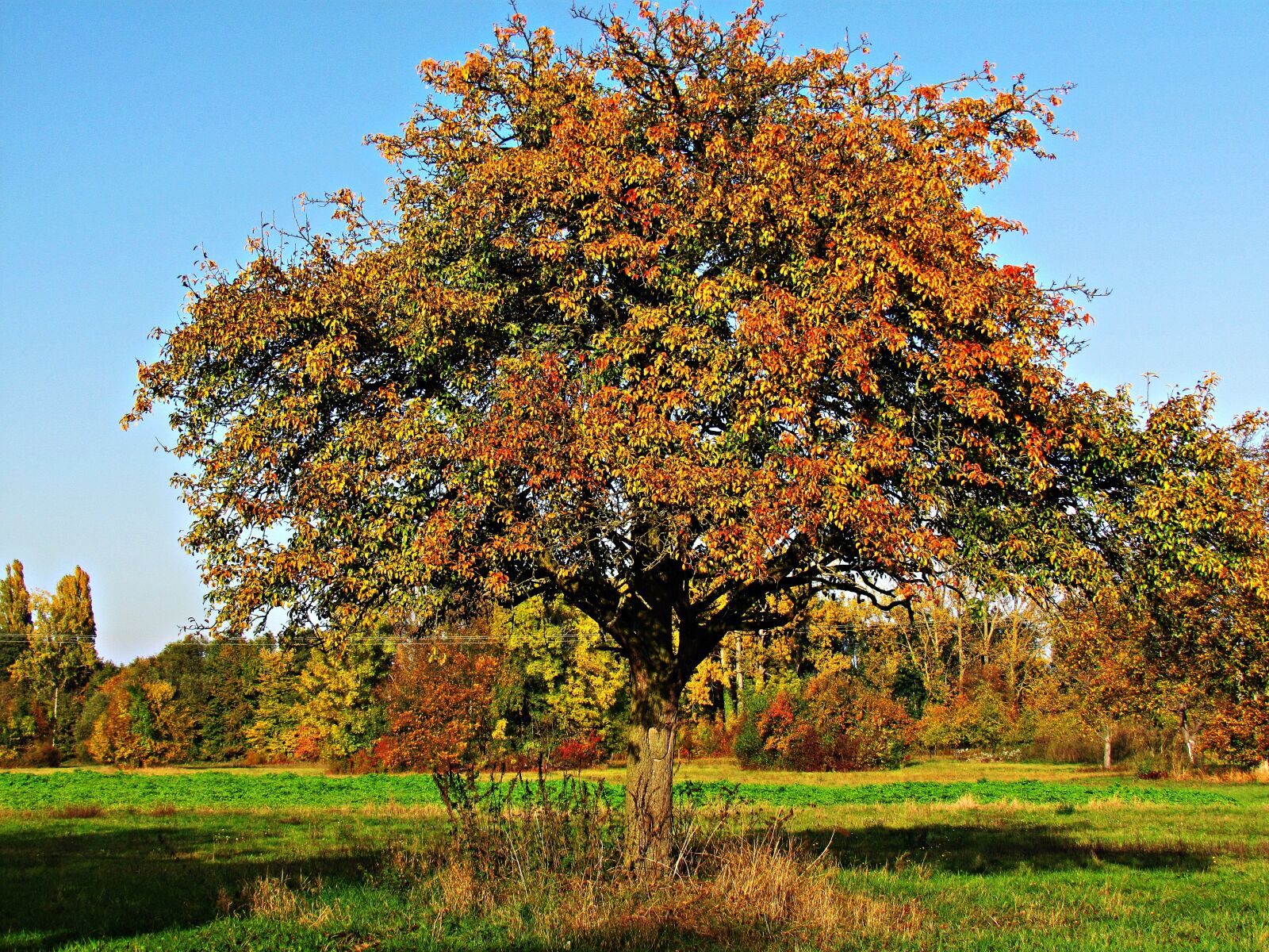 Canon PowerShot SX30 IS sample photo. Tree, autumn, the sun photography