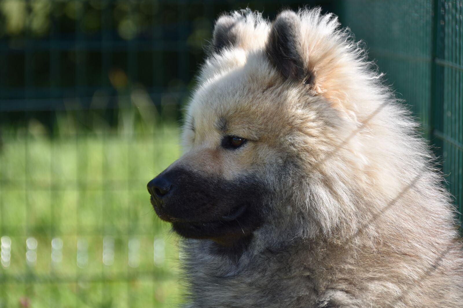 Nikon D5600 sample photo. Dog, dog eurasier, male photography