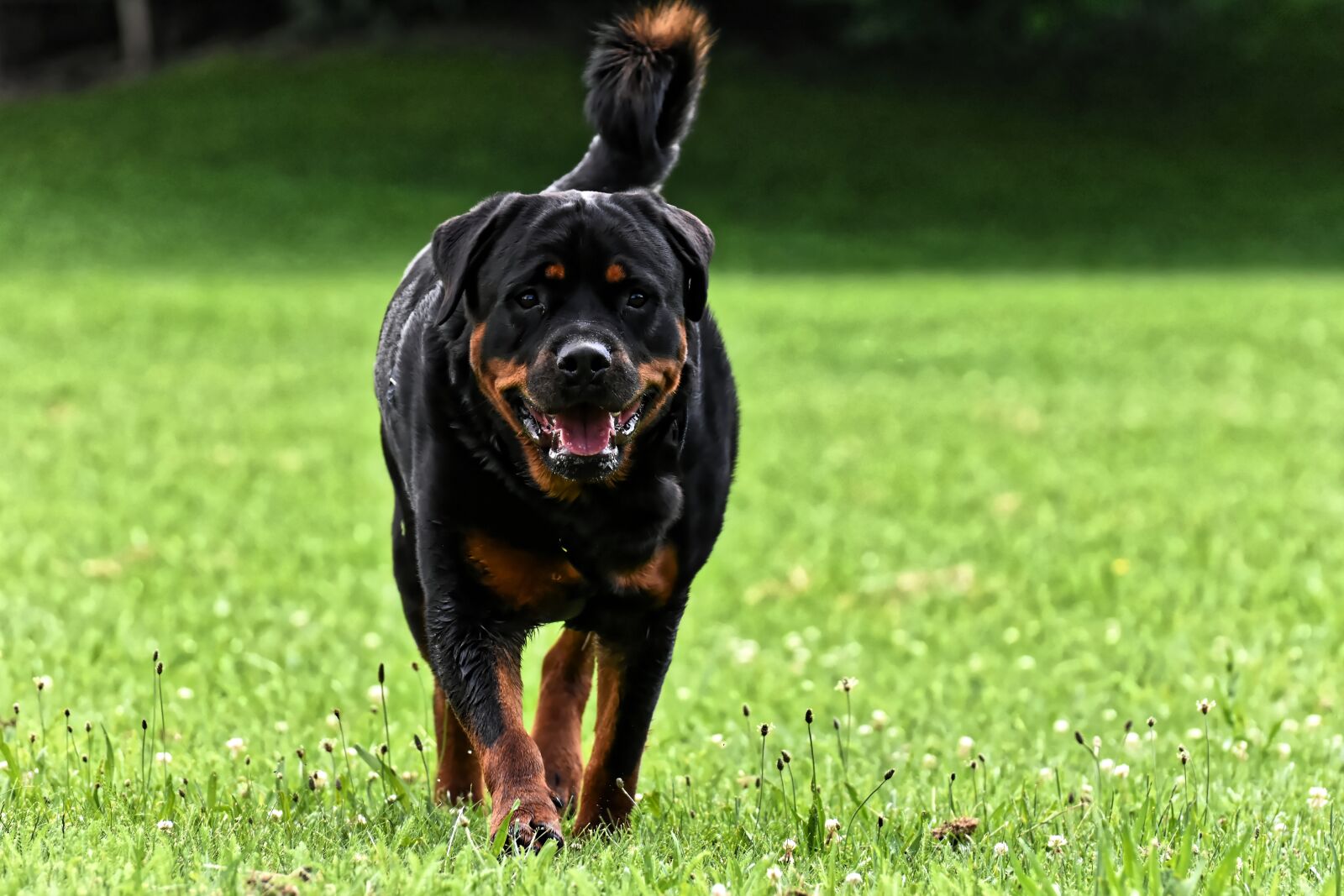 Nikon D7200 sample photo. Rottweiler, purebred dog, animal photography