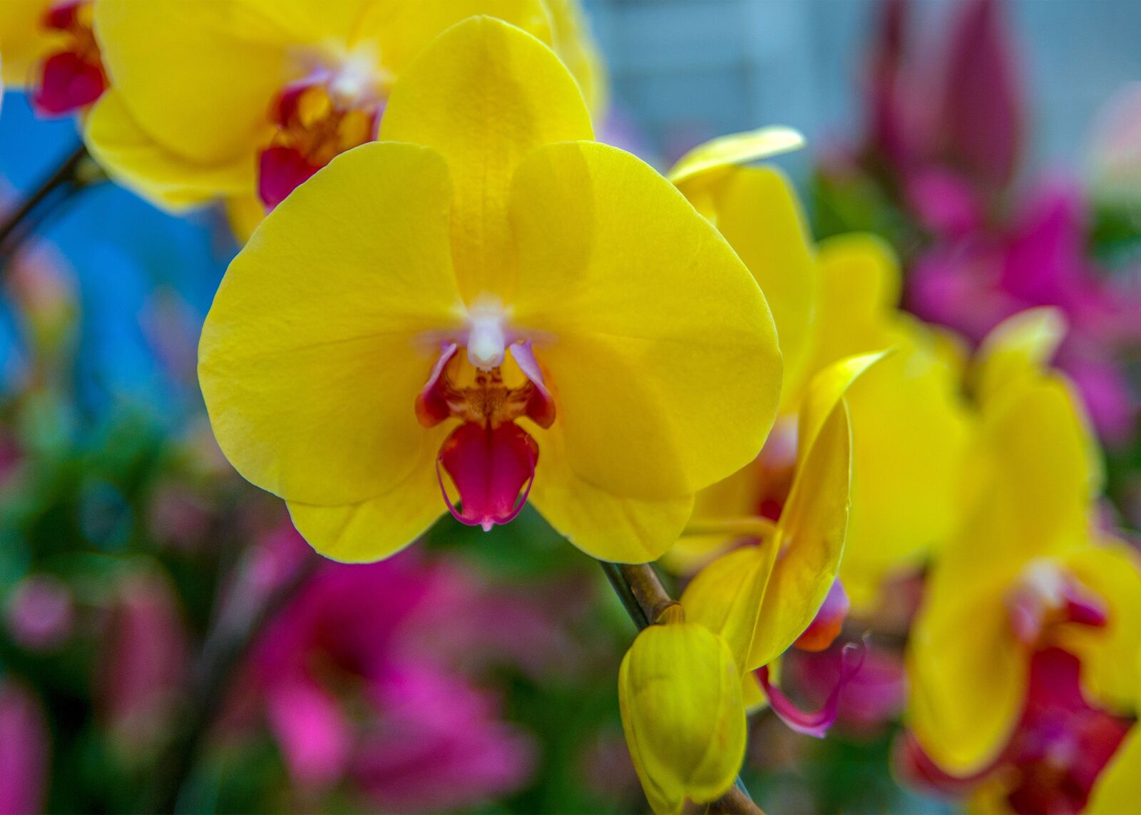 Nikon D300 sample photo. Orchids, yellow, beautiful flowers photography