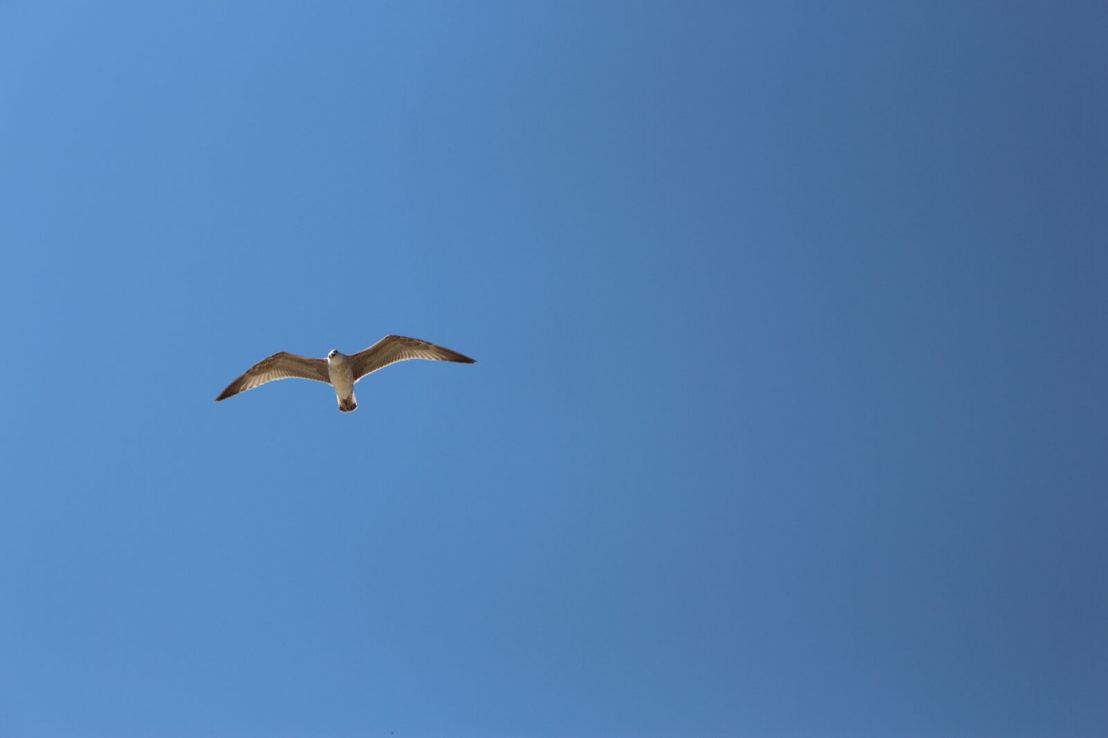 Canon EOS 700D (EOS Rebel T5i / EOS Kiss X7i) sample photo. Bird, sky, nature photography