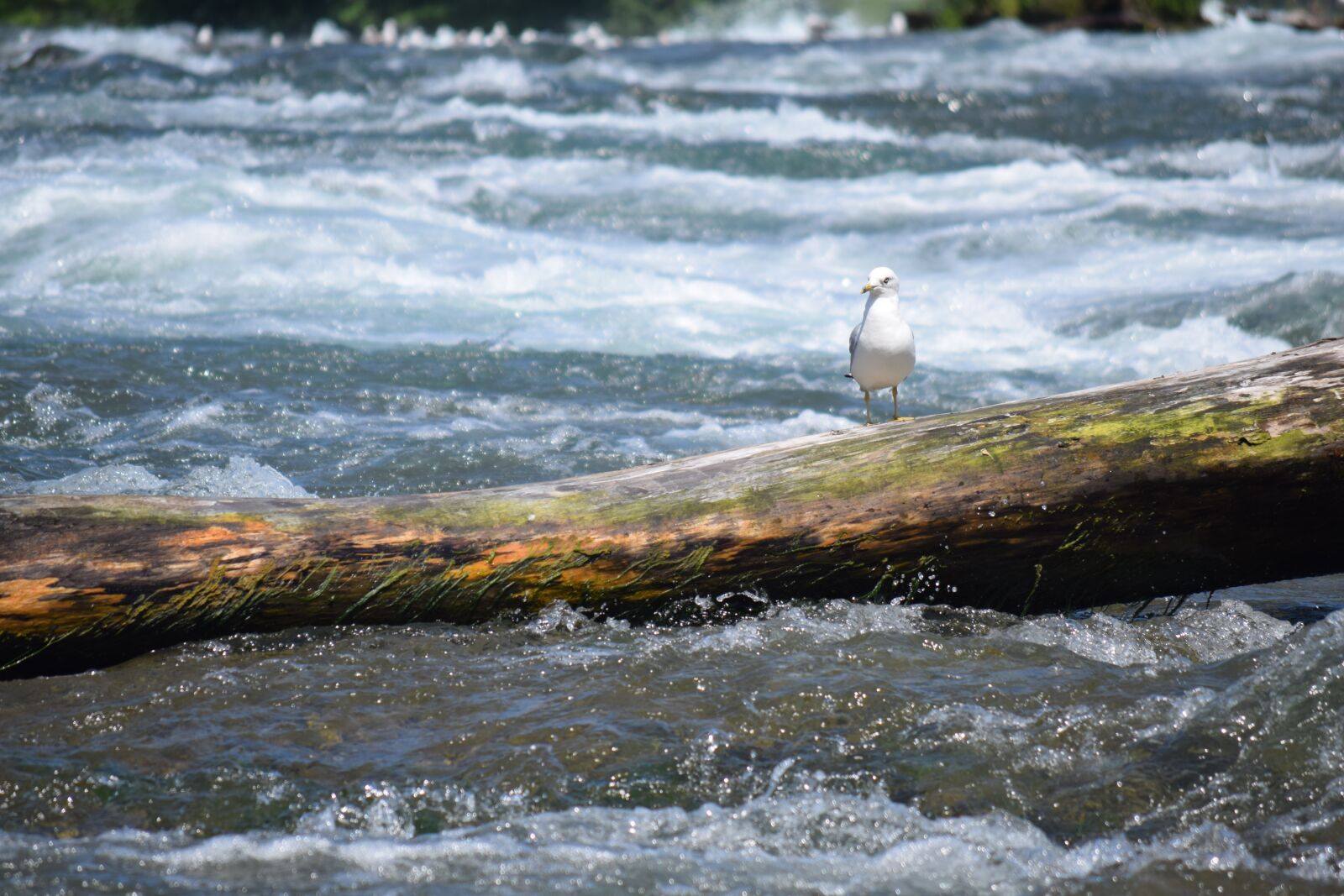 Nikon D3300 sample photo. River, bird, log photography