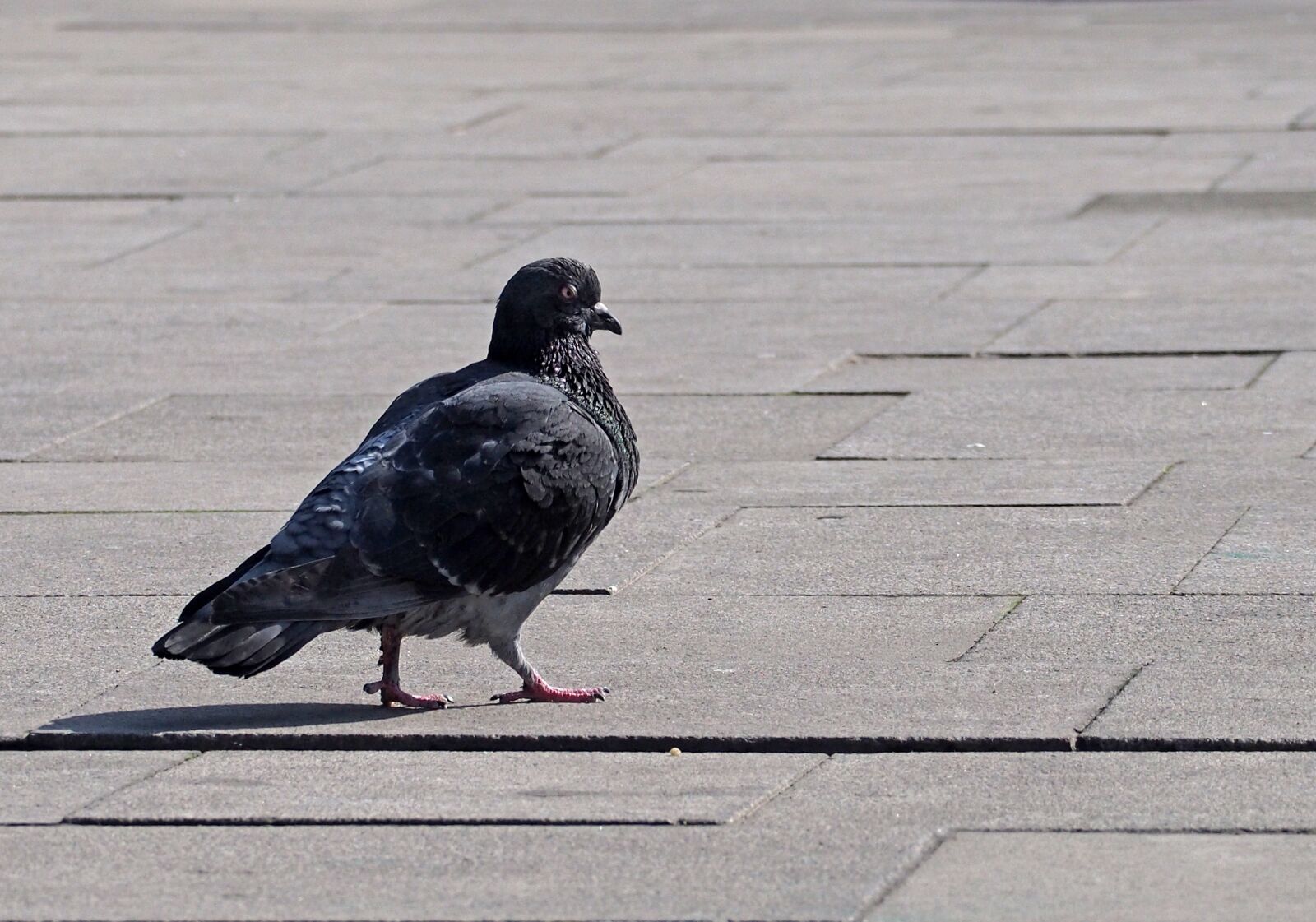 Olympus OM-D E-M5 sample photo. Pigeon, bird, ornithology photography