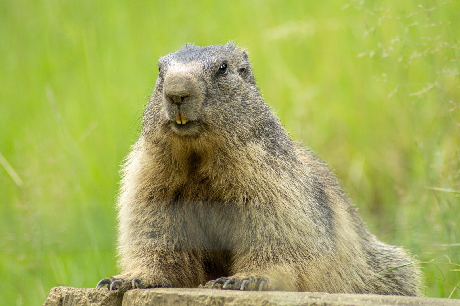 Sony SLT-A58 sample photo. Marmot, animal, animal world photography