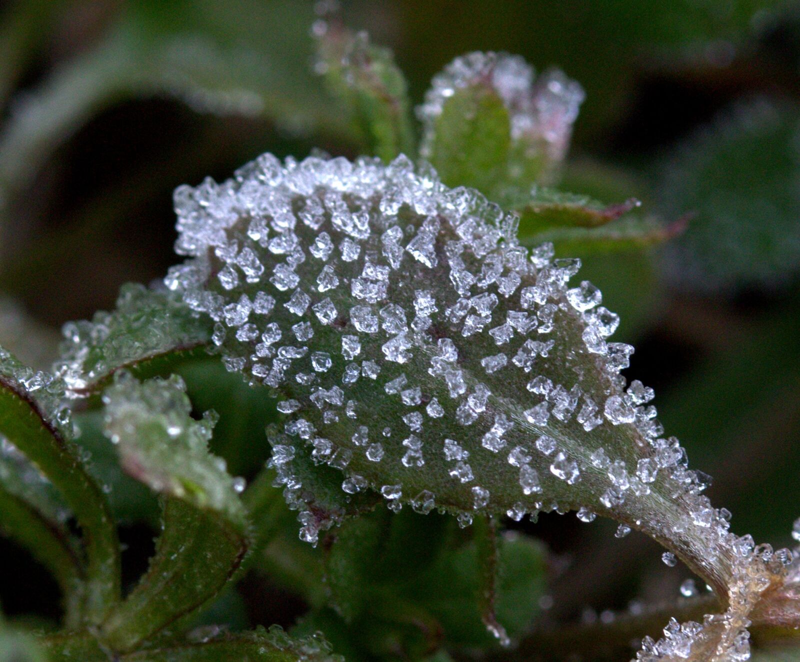 Canon EF-S 60mm F2.8 Macro USM sample photo. Grass, frozen, green photography